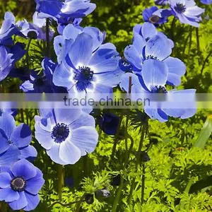 Blue Anemone Flower Oil 20 ml thumbnail-2