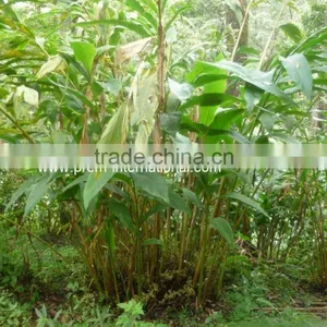 Green Cardamom Above 7MM thumbnail-4