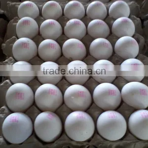 White Eggs Suppliers From India thumbnail-3