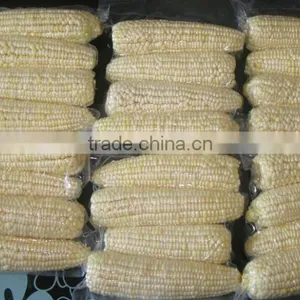 Twin Sweet Corn Cob In Vacuum Packing thumbnail-2