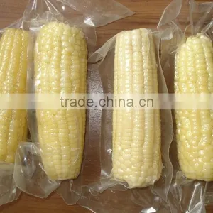 Twin Sweet Corn Cob In Vacuum Packing thumbnail-4