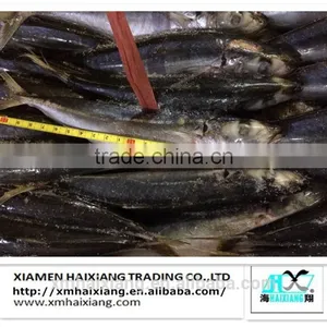 Frozen Whole Round Scad Mackerel Fish Prices thumbnail-1