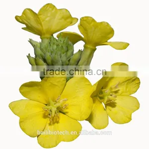 Evening Primrose Oil Softgle thumbnail-2