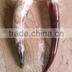 Drinking Horn thumbnail-2