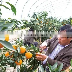 Single Layer and Multi-Span Agricultural Greenhouses Type Greenhouse Film Repair thumbnail-2