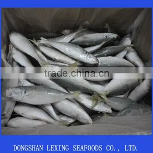 Frozen IQF Horse Mackerel Fish thumbnail-1