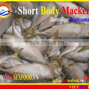 FROZEN SHORT BODY MACKEREL WHOLE ROUND thumbnail-3