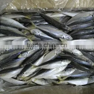 Fresh Horse Mackerel 10/12 Round Scad Decapterus Maruadsi thumbnail-3
