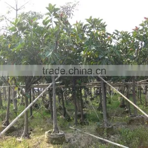 Ficus Elastica (rubber Fig ) thumbnail-1