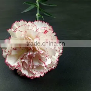 Mother's Day Gifts Fresh Carnation Flower High Quality Fresh Cut Carnation Wholesale From Yunnan thumbnail-1