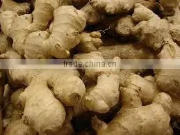 Zingiber Officinalis thumbnail-1