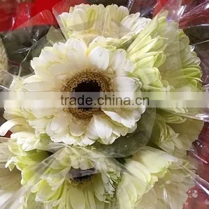 Excellent Quality Dalma Gerbera Suppliers in Yunnan Province thumbnail-2