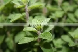 Oregano Oil (Origanum Vulgare) thumbnail-5