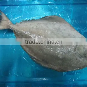 Black Pomfret thumbnail-1