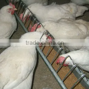Chicken Feed Grill thumbnail-1