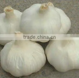 Supply New Crop2016 Fresh China Garlic Size From 4.5cm To6.0cm thumbnail-1