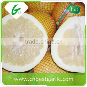 New Crop Honey Pomelo to Russia thumbnail-3