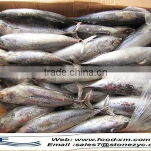 Skipjack Tuna Fish Frozen Bonito Fish thumbnail-1