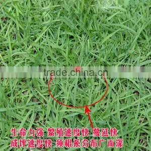 2016 New High Quality Grass Seeds Bermuda Grass Seeds For Sale thumbnail-2