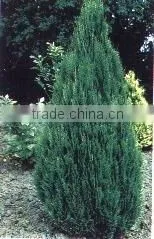 Chamaecyparis l. Ivonne Plant thumbnail-1
