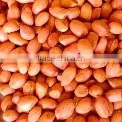 Groundnut Kernel thumbnail-1
