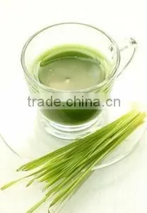 2015 Health Energy Drink Organic Barley Grass Powder thumbnail-4