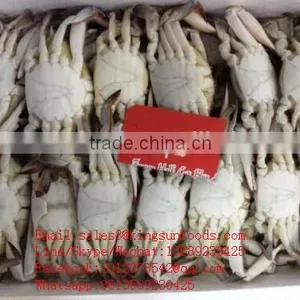 Wholesale Frozen Blue Swimming Crab for Hot Sale thumbnail-6