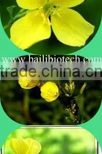 Organic Evening Primrose,Omega Oil,GLA From Chinese Supplier thumbnail-4