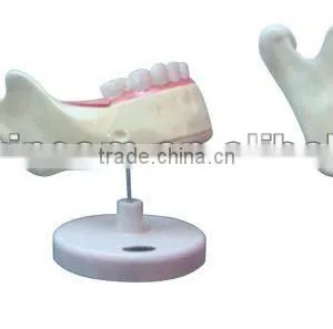 DENTES MOLARES MODEL/DENTES DECIDUI MODEL/DENTES PERMANENTES MODEL LM1099 thumbnail-1