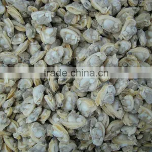 Good Quality Short Necked Clams thumbnail-4