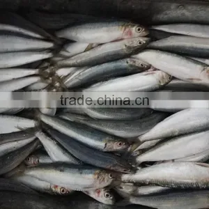 Hot Sale Superior Quality Sardine for Bait on Sale thumbnail-2