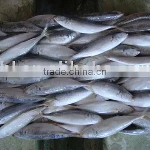 Frozen Horse Mackerel thumbnail-1