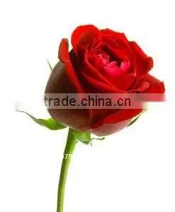 Rose Oil Indian thumbnail-1