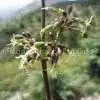 Silene Otites Extract thumbnail-1