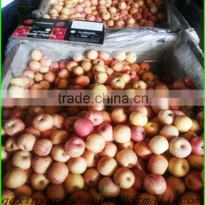 China New Crop Ripe Juicy Fresh Fuji Apples:60 Mm--70 mm thumbnail-1