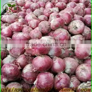 Fresh Red Onion Mesh Bag Packed -(website:qdxinyangshan03) thumbnail-4