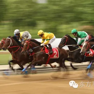 Horse Racing Scoring System thumbnail-5