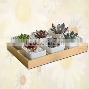 Wooden Planter Box Succulent Plants in Pots thumbnail-1