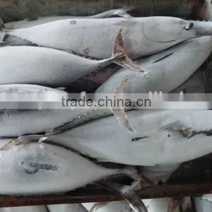 High Quality Seafood Frozen Fish Pacific Bonito Size 500 thumbnail-2