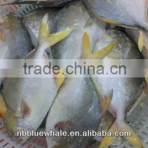 300-500G 400-600G 500-700G 800G UP Fresh Pomfret thumbnail-4