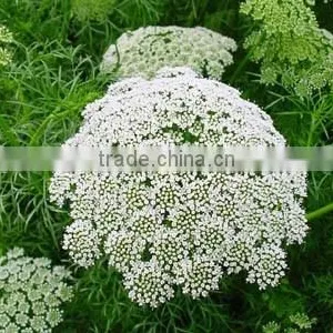 Ammi Majus ,Lace Flower , Ammi Majus Linn.,flower Seed,herb Seed,vegetalbe Seed,fruit Seed,grass Seed thumbnail-5
