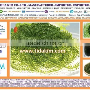 FRESH SEA GRAPES - UMIBUDO - TIDA KIM - SEAWEED GREEN CAVIAR OKINAWA JAPAN DEHYDRATED SEAGRAPES - CAULERPA LENTILLIFERA thumbnail-2