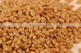 Soft Milling Wheat thumbnail-5