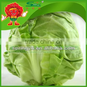 Green Cabbage for Sale/fresh Cabbage Grade A thumbnail-1