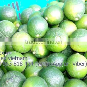 Fresh Lemon Gimex 2015 thumbnail-2