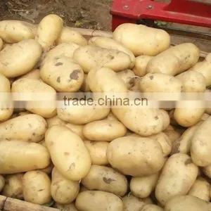 2015 New Crop of Fresh Potato Wholesales Price thumbnail-3
