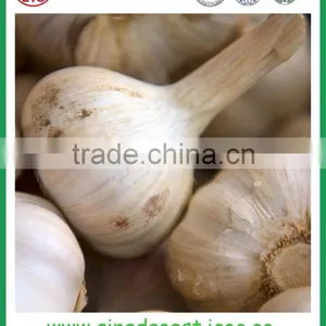 Supply Shandong Spices of Garlic 4.5-5.0cm thumbnail-3