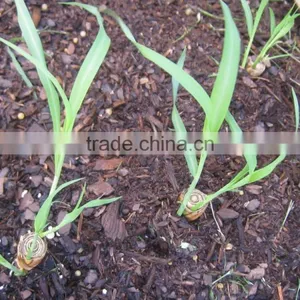 FRESH LEMONGRASS TO MAKE LEMONGRASS OIL WITH HIGH QUALITY thumbnail-6