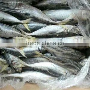 Frozen Horse Mackerel thumbnail-3