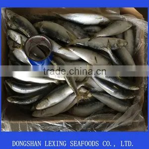 Frozen Canned Bait Sardine thumbnail-1
